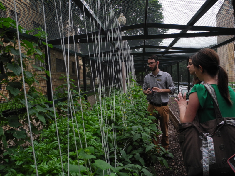 Neil Kaufman, Sustainability Coordinator for the Division of Housing and Food Service at UT Austin, giving tour of the Jester Garden.